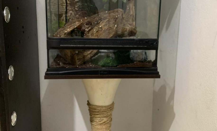 Animais de espécimes nativas e exóticas foram apreendidos durante cumprimento de mandados de busca e apreensão em Maringá, no Noroeste do Estado, nesta terça-feira (25). A operação contou com o apoio do Batalhão de Polícia Ambiental ? Força Verde. - Foto: IAT/SEDEST