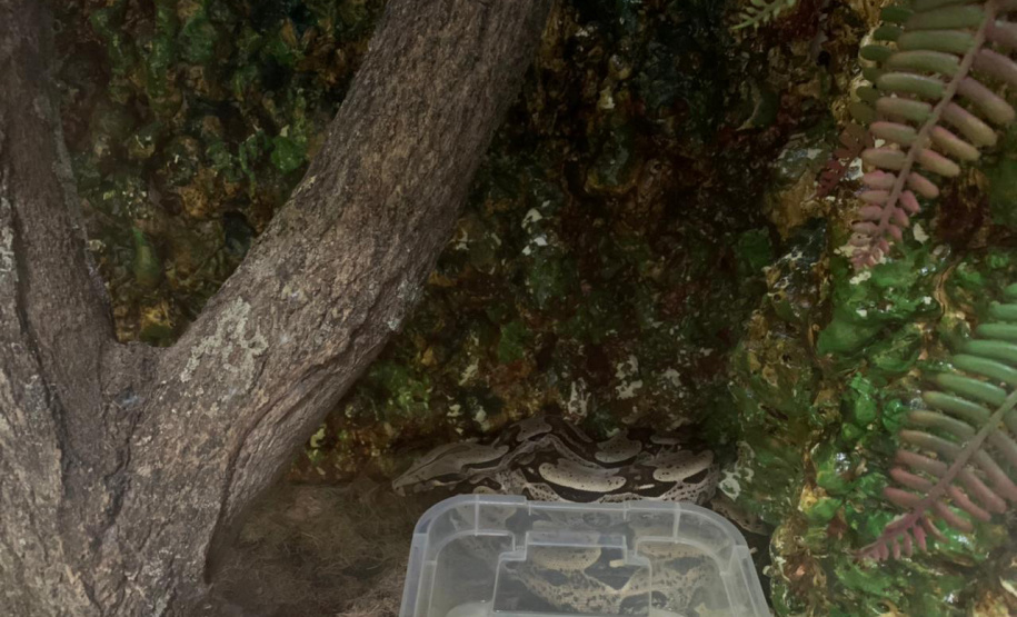 Animais de espécimes nativas e exóticas foram apreendidos durante cumprimento de mandados de busca e apreensão em Maringá, no Noroeste do Estado, nesta terça-feira (25). A operação contou com o apoio do Batalhão de Polícia Ambiental ? Força Verde. - Foto: IAT/SEDEST