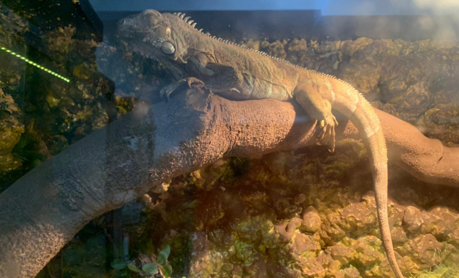 Animais de espécimes nativas e exóticas foram apreendidos durante cumprimento de mandados de busca e apreensão em Maringá, no Noroeste do Estado, nesta terça-feira (25). A operação contou com o apoio do Batalhão de Polícia Ambiental ? Força Verde. - Foto: IAT/SEDEST