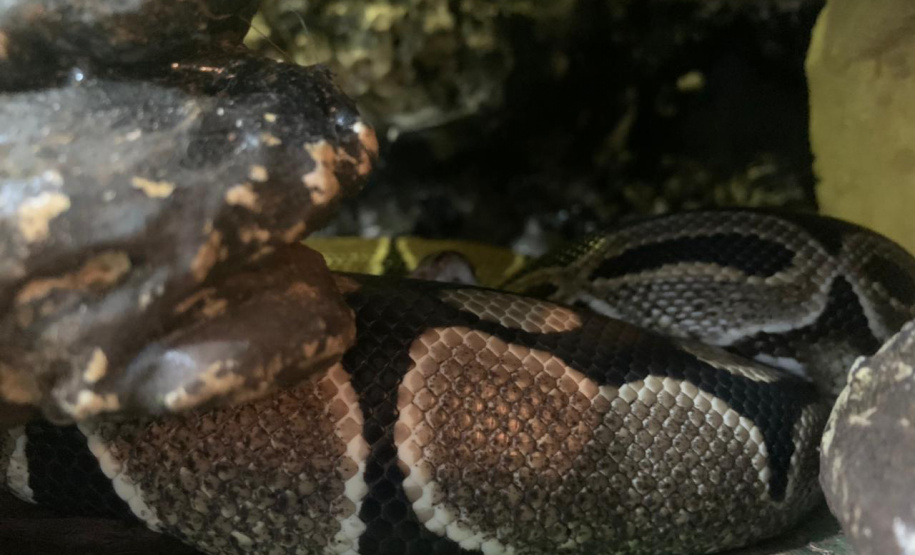 Animais de espécimes nativas e exóticas foram apreendidos durante cumprimento de mandados de busca e apreensão em Maringá, no Noroeste do Estado, nesta terça-feira (25). A operação contou com o apoio do Batalhão de Polícia Ambiental ? Força Verde. - Foto: IAT/SEDEST