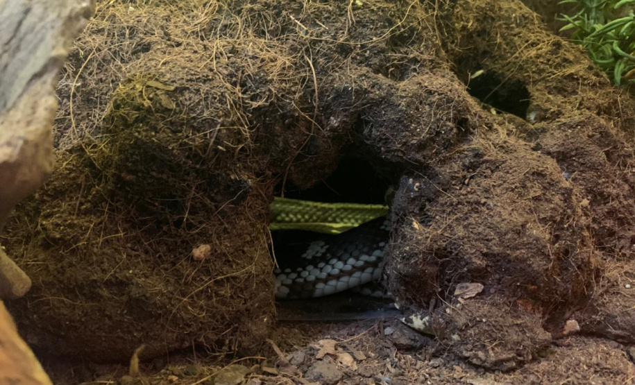 Animais de espécimes nativas e exóticas foram apreendidos durante cumprimento de mandados de busca e apreensão em Maringá, no Noroeste do Estado, nesta terça-feira (25). A operação contou com o apoio do Batalhão de Polícia Ambiental ? Força Verde. - Foto: IAT/SEDEST