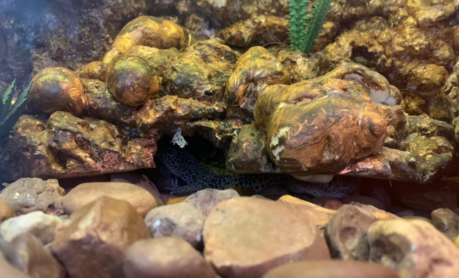 Animais de espécimes nativas e exóticas foram apreendidos durante cumprimento de mandados de busca e apreensão em Maringá, no Noroeste do Estado, nesta terça-feira (25). A operação contou com o apoio do Batalhão de Polícia Ambiental ? Força Verde. - Foto: IAT/SEDEST