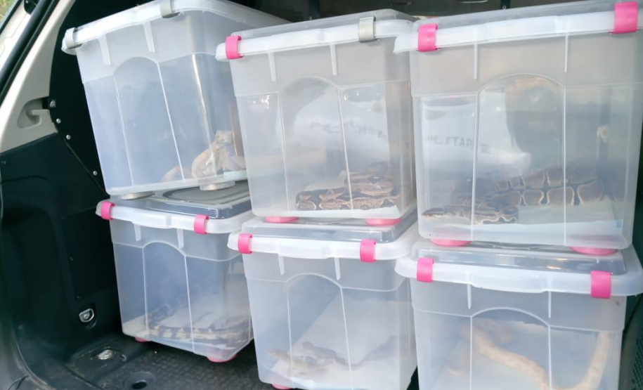 Animais de espécimes nativas e exóticas foram apreendidos durante cumprimento de mandados de busca e apreensão em Maringá, no Noroeste do Estado, nesta terça-feira (25). A operação contou com o apoio do Batalhão de Polícia Ambiental ? Força Verde. - Foto: ROTAM/Batalhão de Polícia Ambiental ? Força Verde.