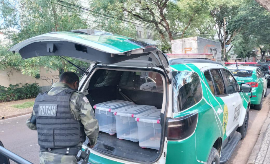 Animais de espécimes nativas e exóticas foram apreendidos durante cumprimento de mandados de busca e apreensão em Maringá, no Noroeste do Estado, nesta terça-feira (25). A operação contou com o apoio do Batalhão de Polícia Ambiental ? Força Verde. - Foto: ROTAM/Batalhão de Polícia Ambiental ? Força Verde.