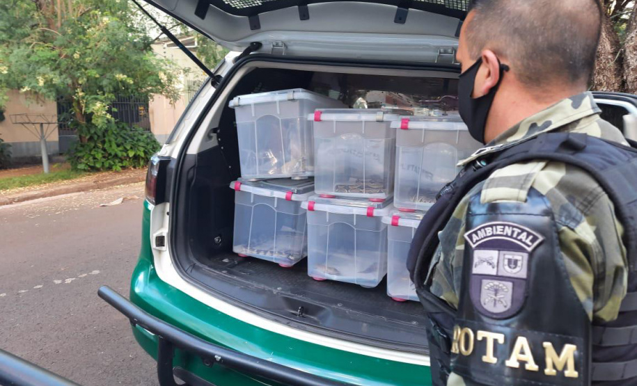 Animais de espécimes nativas e exóticas foram apreendidos durante cumprimento de mandados de busca e apreensão em Maringá, no Noroeste do Estado, nesta terça-feira (25). A operação contou com o apoio do Batalhão de Polícia Ambiental ? Força Verde. - Foto: ROTAM/Batalhão de Polícia Ambiental ? Força Verde.