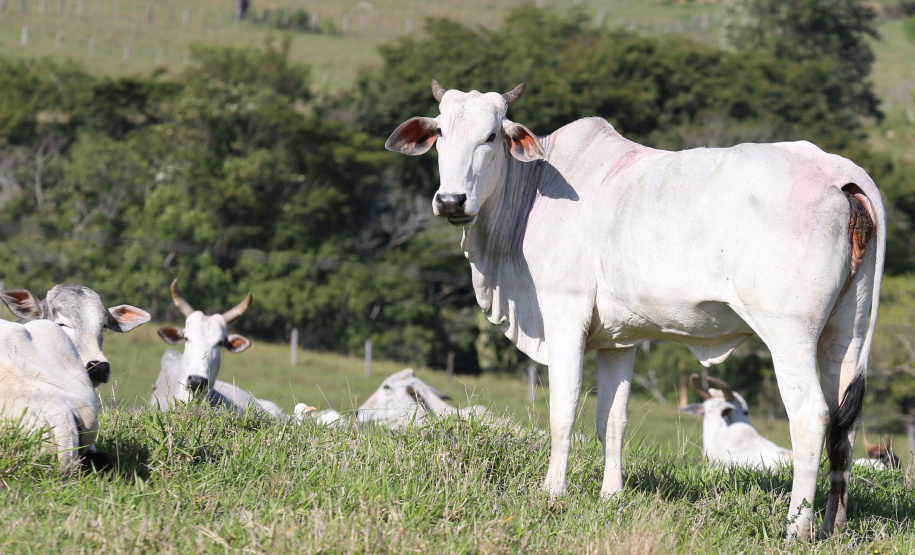 Bovino Pr Rebanho de bovinos . Foto: Geraldo Bubniak/AEN