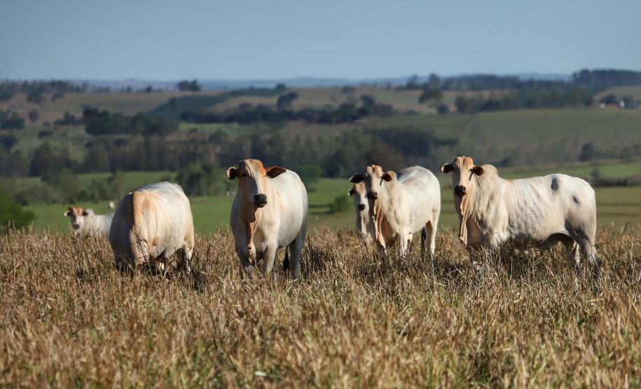 Rebanho de bovinos . Foto:Jose Fernando Ogura/AEN