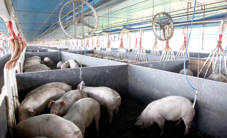 Suinocultura. CARAMBEÍ. Foto: Jaelson Lucas / AEN