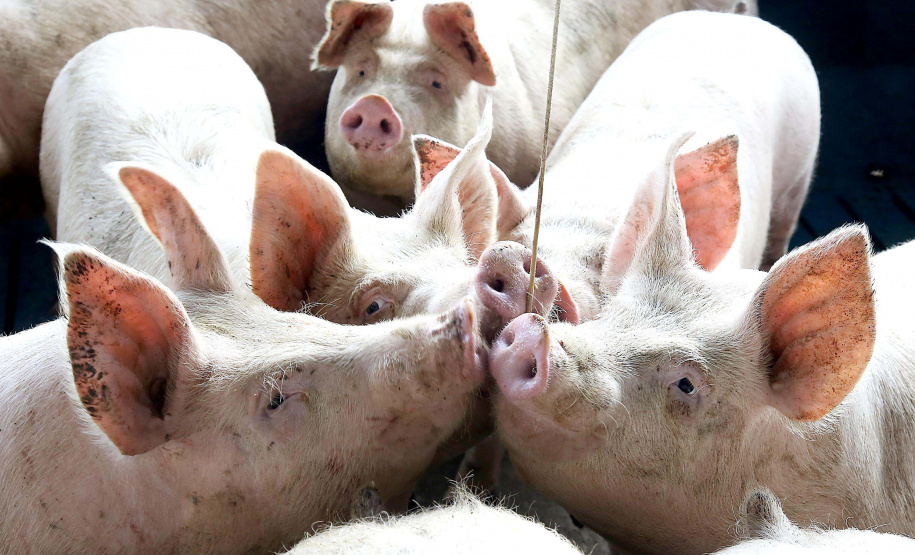 Suinocultura. CARAMBEÍ, Foto:Jaelson Lucas / AEN