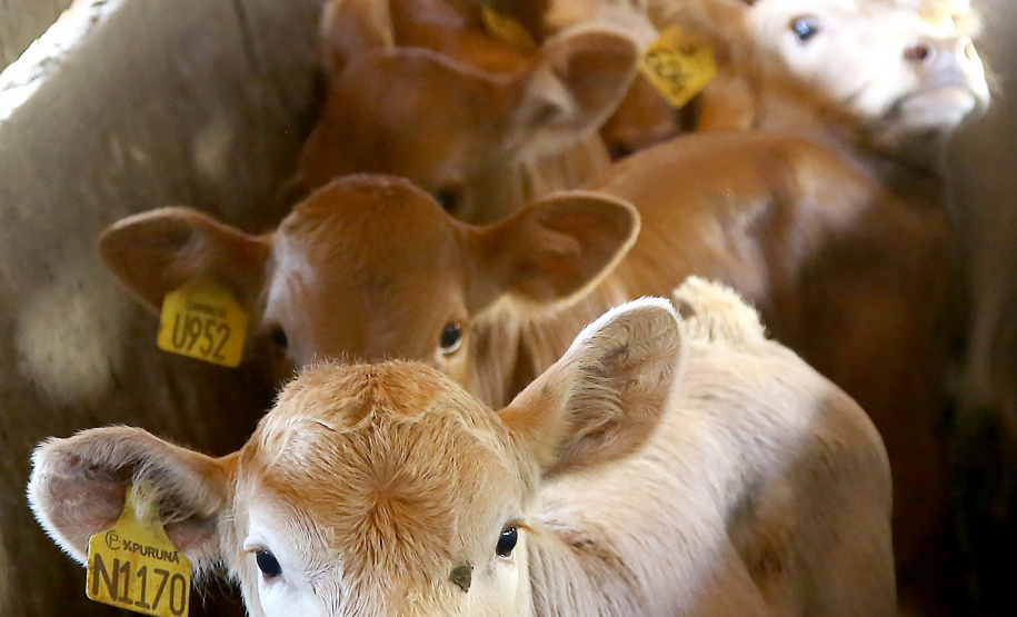 Foto:Jaelson Lucas / AEN