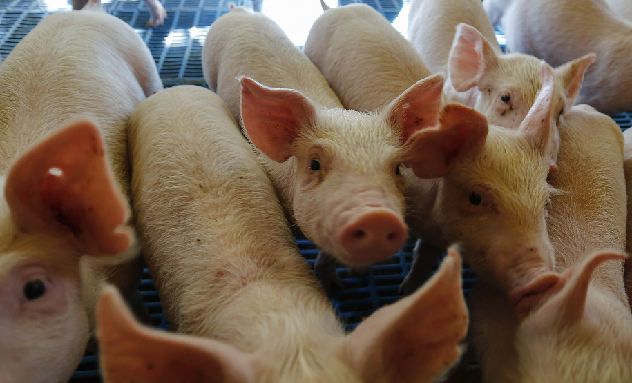 Palotina - 28-10-2020 -Suinos - Suinocultura em Palotina -Foto : Jonathan Campos / AEN