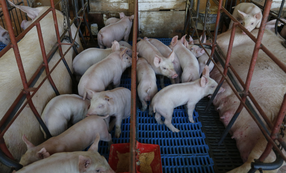 Palotina - 28-10-2020 -Suinos - Suinocultura em Palotina -Foto : Jonathan Campos / AEN