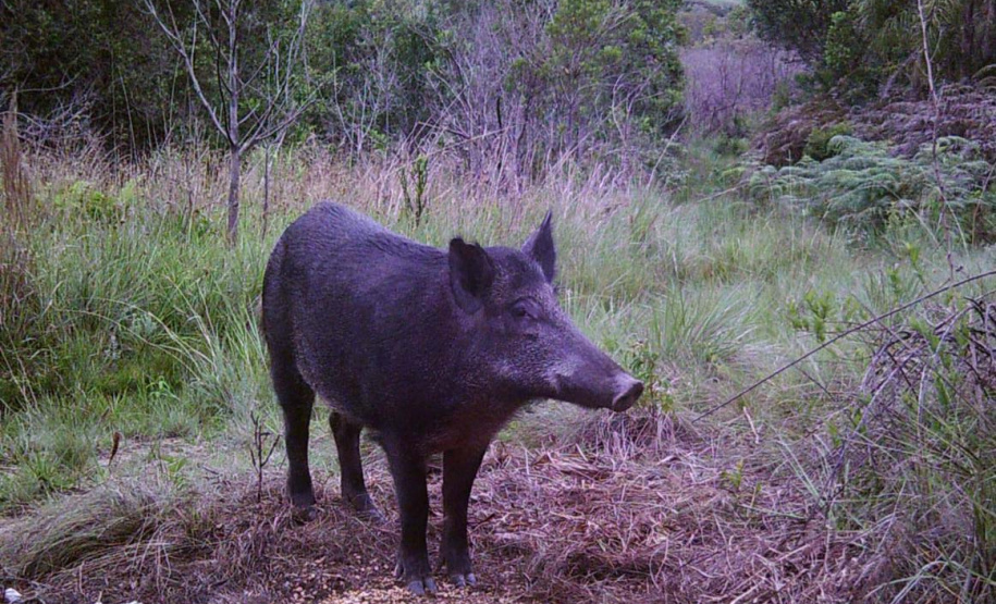 Unidades de Conservação contam com monitoramento de javalis
. Foto: SEDEST