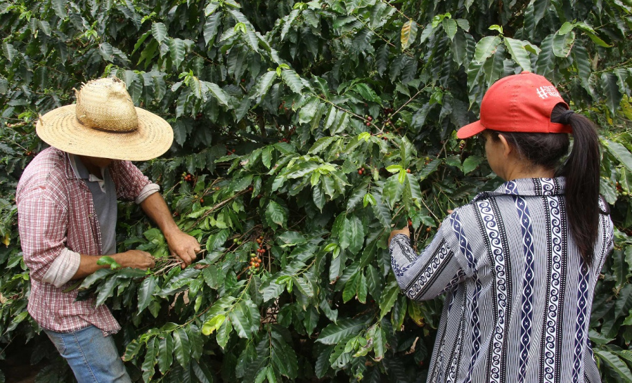 Produção e colheita de café  -  Foto: José Fernando Ogura/AEN