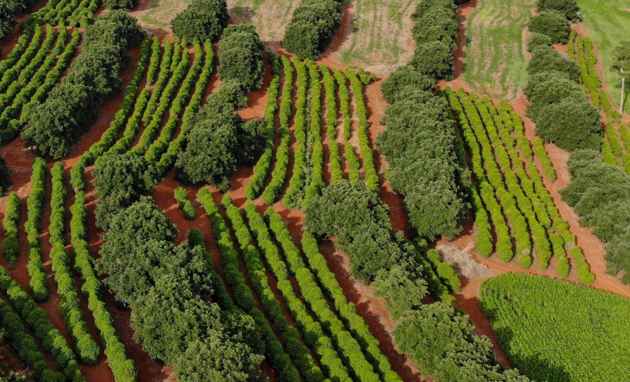 Produção e colheita de café  -  Foto: José Fernando Ogura/AEN