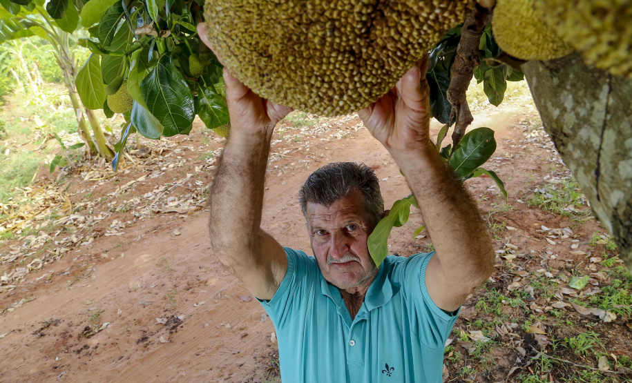 O Paraná tem jaca, e jaca em abundância, como revela um simples passeio pelas ruas de Altônia, na Região Noroeste