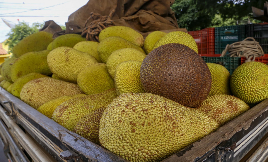 O Paraná tem jaca, e jaca em abundância, como revela um simples passeio pelas ruas de Altônia, na Região Noroeste