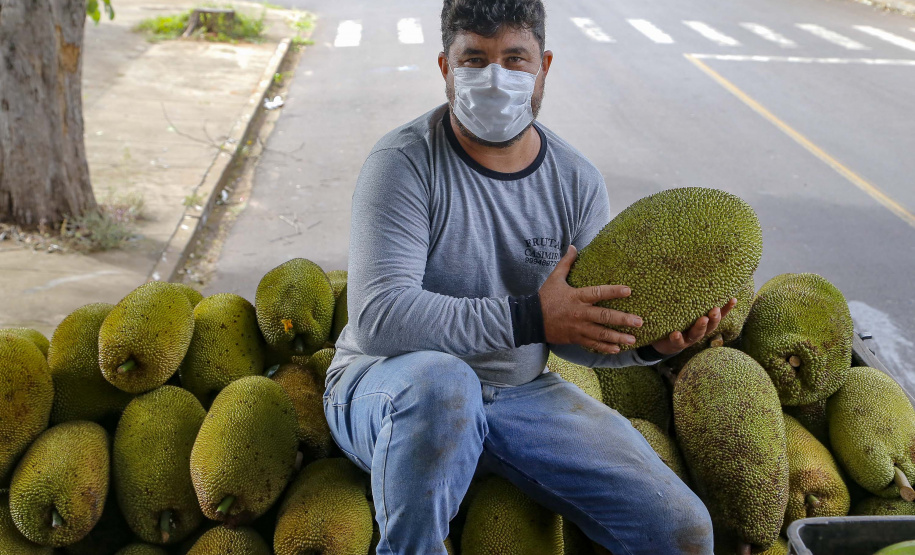 O Paraná tem jaca, e jaca em abundância, como revela um simples passeio pelas ruas de Altônia, na Região Noroeste