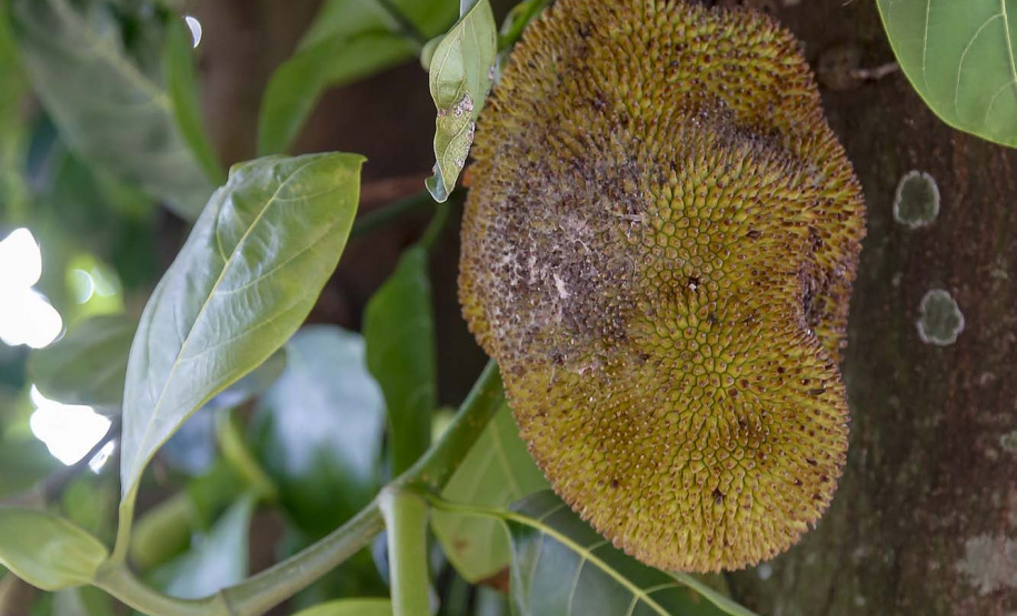 O Paraná tem jaca, e jaca em abundância, como revela um simples passeio pelas ruas de Altônia, na Região Noroeste