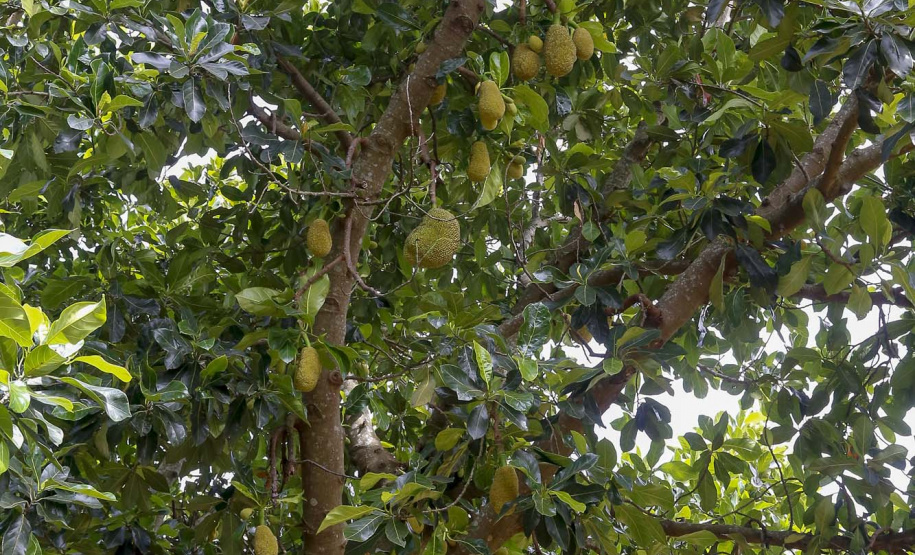 O Paraná tem jaca, e jaca em abundância, como revela um simples passeio pelas ruas de Altônia, na Região Noroeste