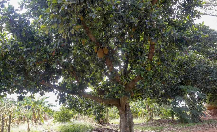 O Paraná tem jaca, e jaca em abundância, como revela um simples passeio pelas ruas de Altônia, na Região Noroeste