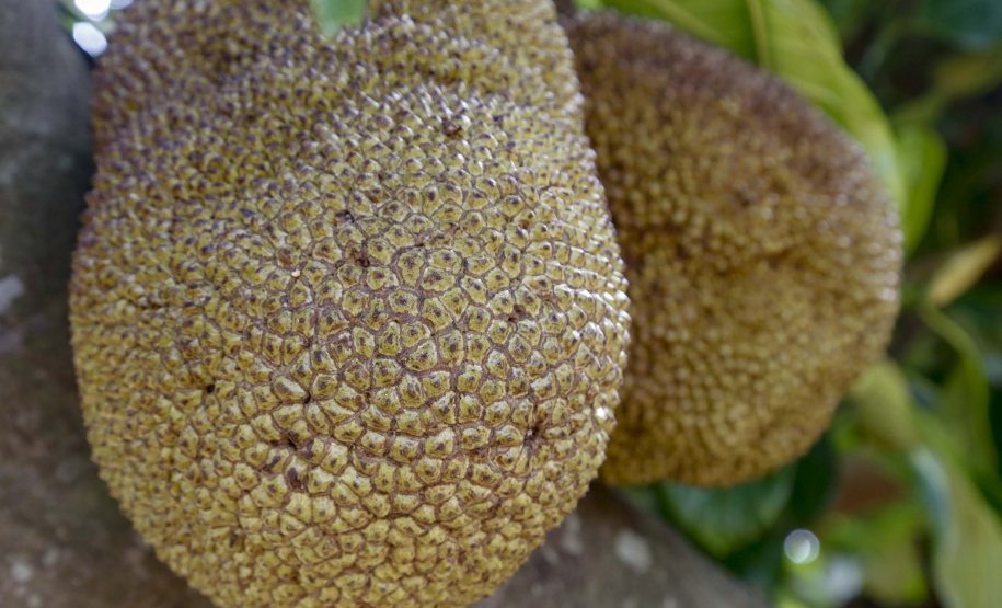 O Paraná tem jaca, e jaca em abundância, como revela um simples passeio pelas ruas de Altônia, na Região Noroeste