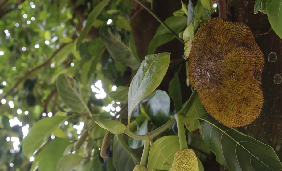 O Paraná tem jaca, e jaca em abundância, como revela um simples passeio pelas ruas de Altônia, na Região Noroeste