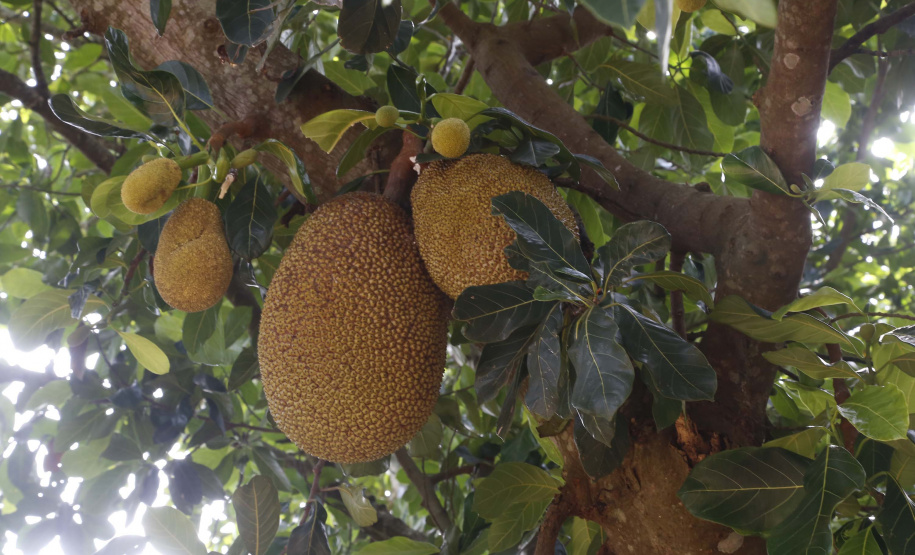 O Paraná tem jaca, e jaca em abundância, como revela um simples passeio pelas ruas de Altônia, na Região Noroeste