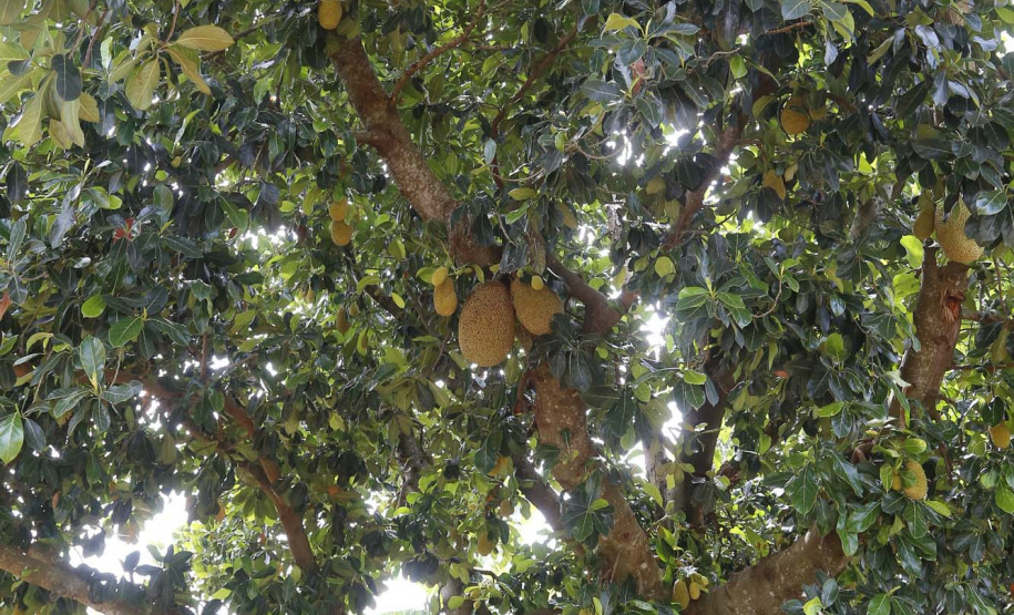 O Paraná tem jaca, e jaca em abundância, como revela um simples passeio pelas ruas de Altônia, na Região Noroeste