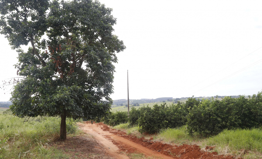 O Paraná tem jaca, e jaca em abundância, como revela um simples passeio pelas ruas de Altônia, na Região Noroeste