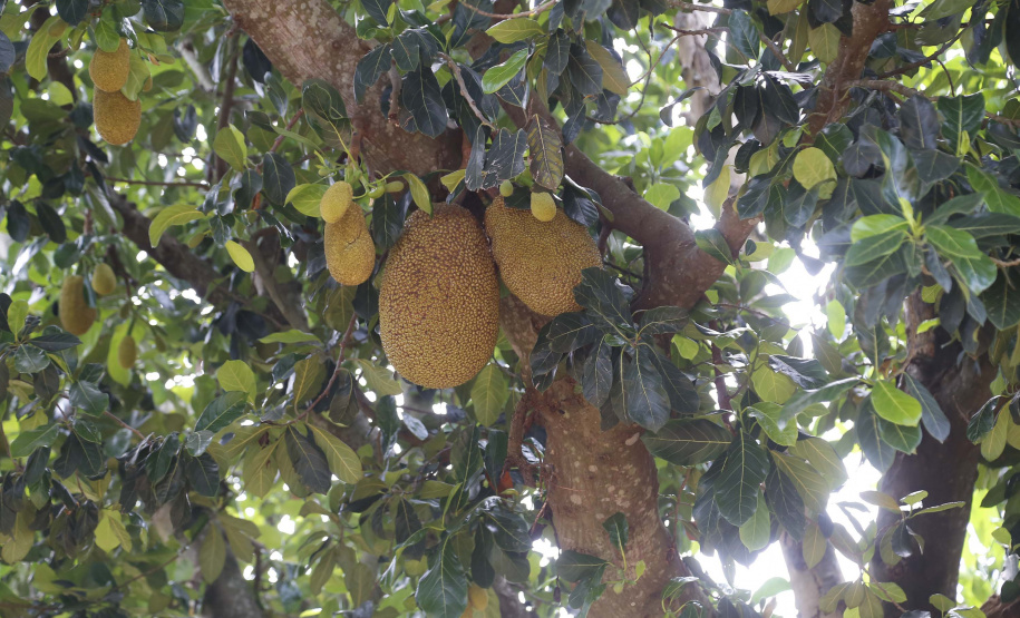 O Paraná tem jaca, e jaca em abundância, como revela um simples passeio pelas ruas de Altônia, na Região Noroeste