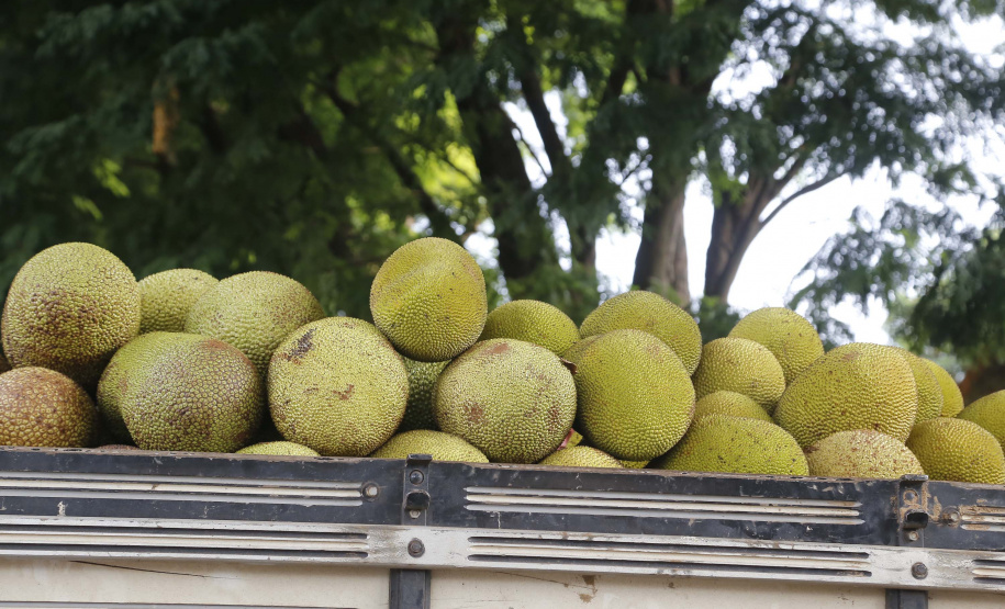 O Paraná tem jaca, e jaca em abundância, como revela um simples passeio pelas ruas de Altônia, na Região Noroeste