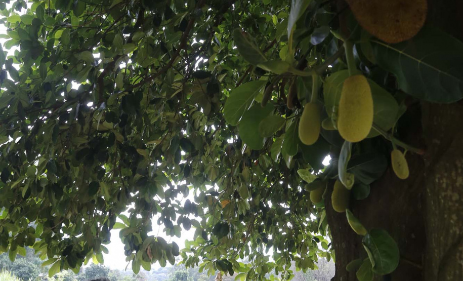 O Paraná tem jaca, e jaca em abundância, como revela um simples passeio pelas ruas de Altônia, na Região Noroeste