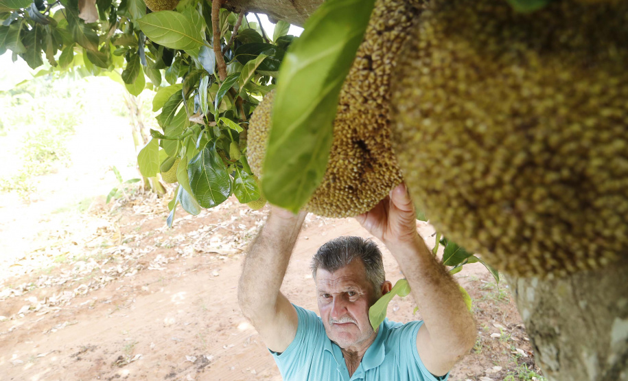O Paraná tem jaca, e jaca em abundância, como revela um simples passeio pelas ruas de Altônia, na Região Noroeste