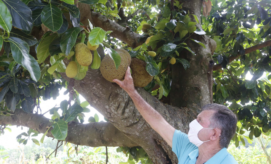 O Paraná tem jaca, e jaca em abundância, como revela um simples passeio pelas ruas de Altônia, na Região Noroeste