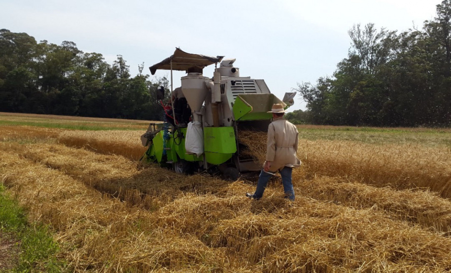 Rotação de Culturas em Sistema Plantio Direto – Foto: Professora Lutécia Beatriz dos Santos Canalli