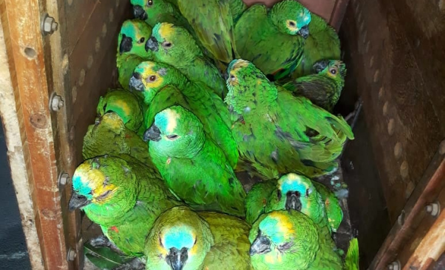 IAT encaminha para tratamento 58 aves nativas feridas após tempestade
. Foto: IAT/Força Verde