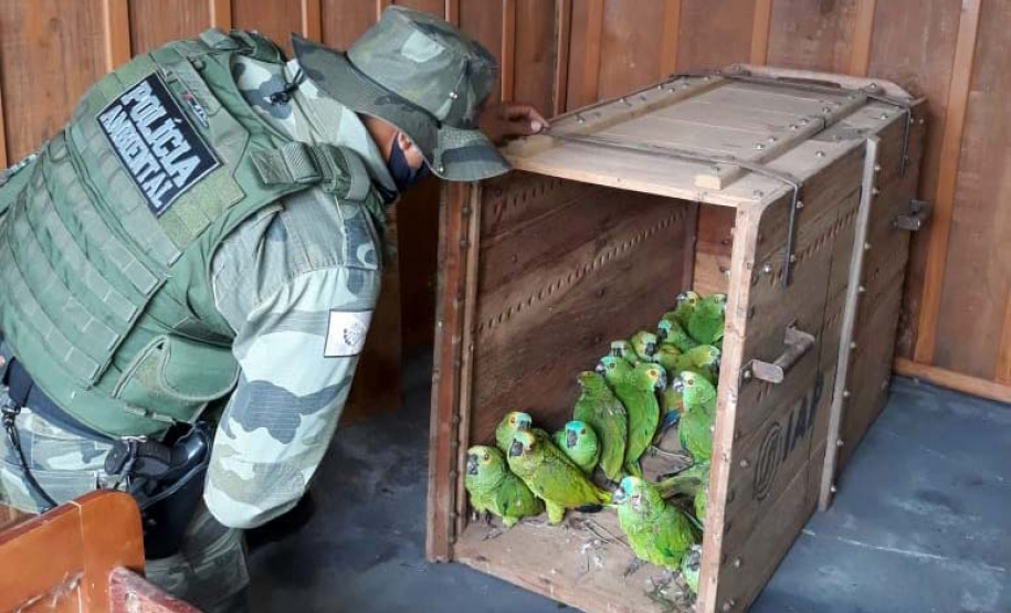 IAT encaminha para tratamento 58 aves nativas feridas após tempestade
. Foto: IAT/Força Verde