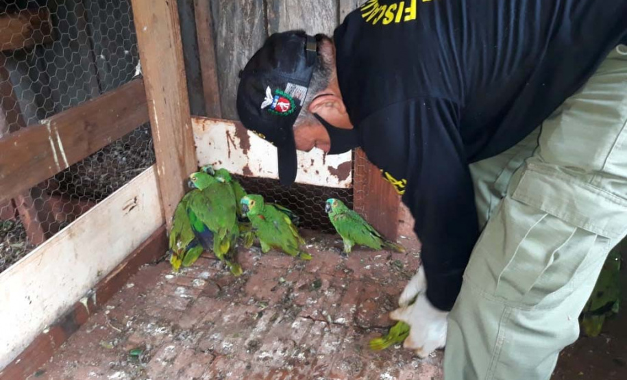IAT encaminha para tratamento 58 aves nativas feridas após tempestade
. Foto: IAT/Força Verde