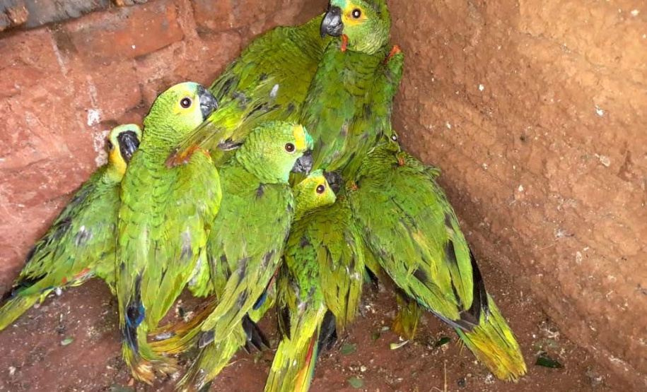 IAT encaminha para tratamento 58 aves nativas feridas após tempestade
. Foto: IAT/Força Verde