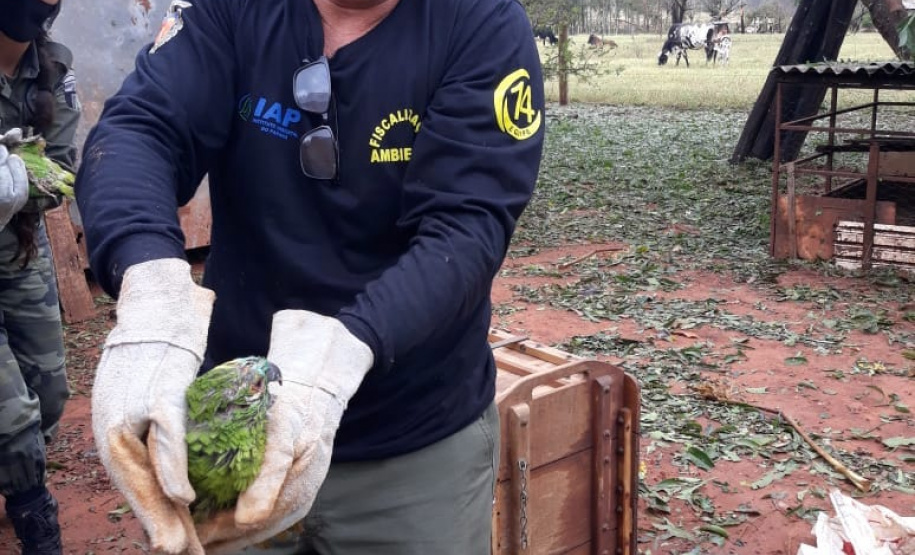 IAT encaminha para tratamento 58 aves nativas feridas após tempestade
. Foto: IAT/Força Verde