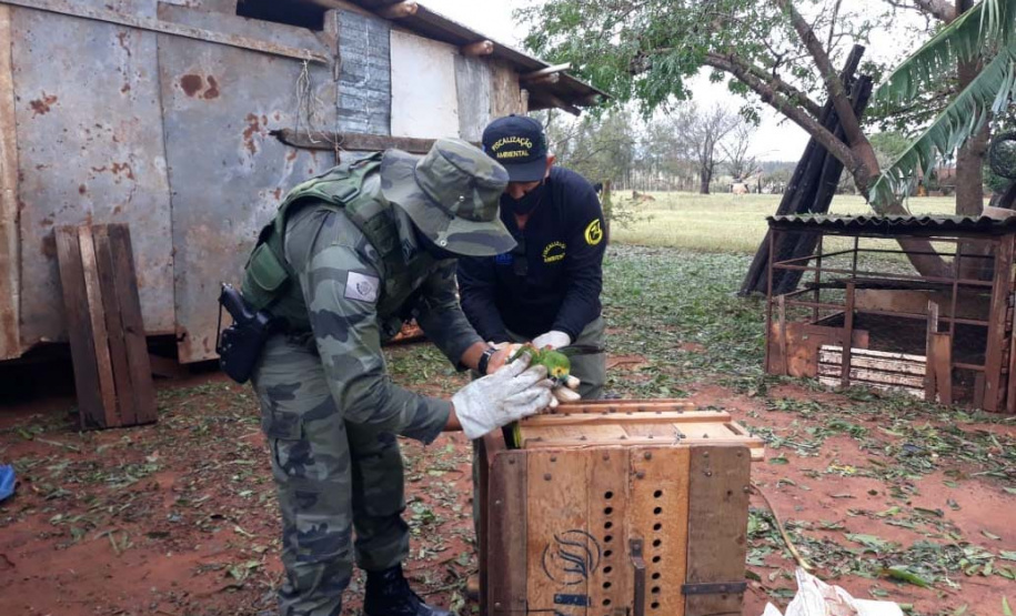 IAT encaminha para tratamento 58 aves nativas feridas após tempestade
. Foto: IAT/Força Verde