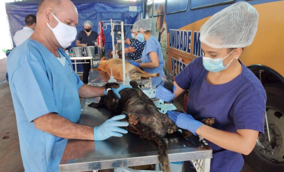 O CastraPet, Programa Permanente de Esterilização de Cães e Gatos, da Secretaria de Estado do Desenvolvimento Sustentável e do Turismo (Sedest), estará em Itaperuçu, a partir do dia 01 até 12 de junho para a castração de 553 animais. Com Itaperuçu, a equipe do CastraPet completa 44 municípios beneficiados.  Itaperuçu, 31/05/2021  -  Foto: SEDEST