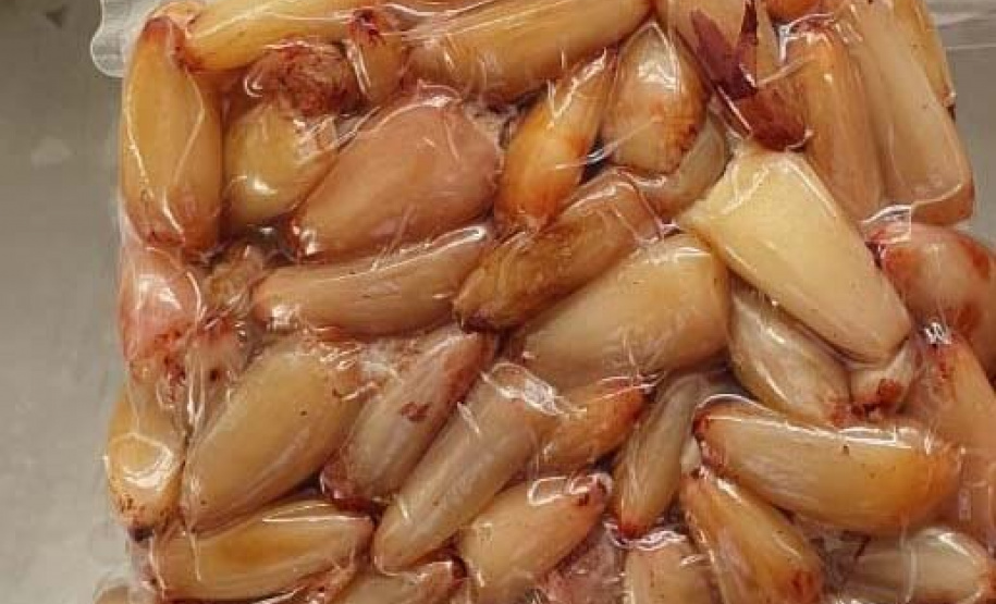 Cooperativa finaliza primeiro teste para a comercialização do pinhão descascado e
embalado a vácuo. Foto:Emater