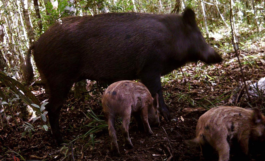 O Instituto Água e Terra (IAT), vinculado à Secretaria do Desenvolvimento Sustentável e do Turismo (Sedest), voltou a reunir, nesta terça-feira (01), representantes do Comitê Estadual de Espécies Exóticas Invasoras. -  Curitiba, 01/06/2021  -  Foto: SEDEST/IAT
