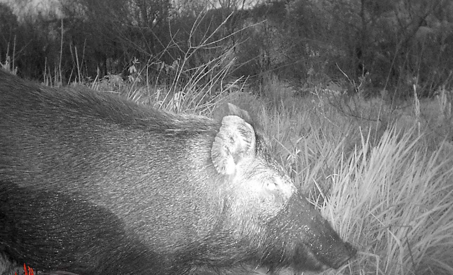 O Instituto Água e Terra (IAT), vinculado à Secretaria do Desenvolvimento Sustentável e do Turismo (Sedest), voltou a reunir, nesta terça-feira (01), representantes do Comitê Estadual de Espécies Exóticas Invasoras. -  Curitiba, 01/06/2021  -  Foto: SEDEST/IAT