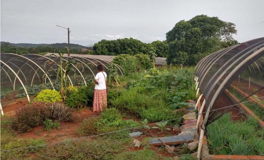 Pesquisadores da Unioeste desenvolvem horta comunitária com plantas medicinais
Caixa de entrada. (foto de antes da pandemia). Foto: Unioeste