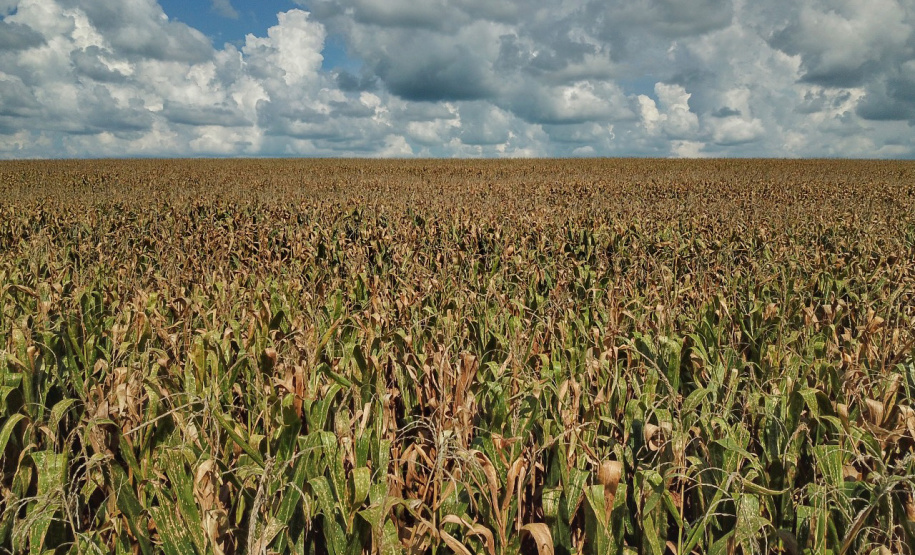 Os produtores de milho no Paraná iniciaram a colheita da segunda safra
2020/21. No entanto, a estiagem prejudicou e a previsão é de redução de
13,4% no volume em comparação ao ciclo anterior. A análise está no
Boletim de Conjuntura Agropecuária elaborado pelo Departamento de
Economia Rural, da Secretaria de Estado da Agricultura e do
Abastecimento, referente à semana de 29 de maio a 02 de junho. - Curitiba, 02/06/2021  -  Foto: Gilson Abreu/AEN