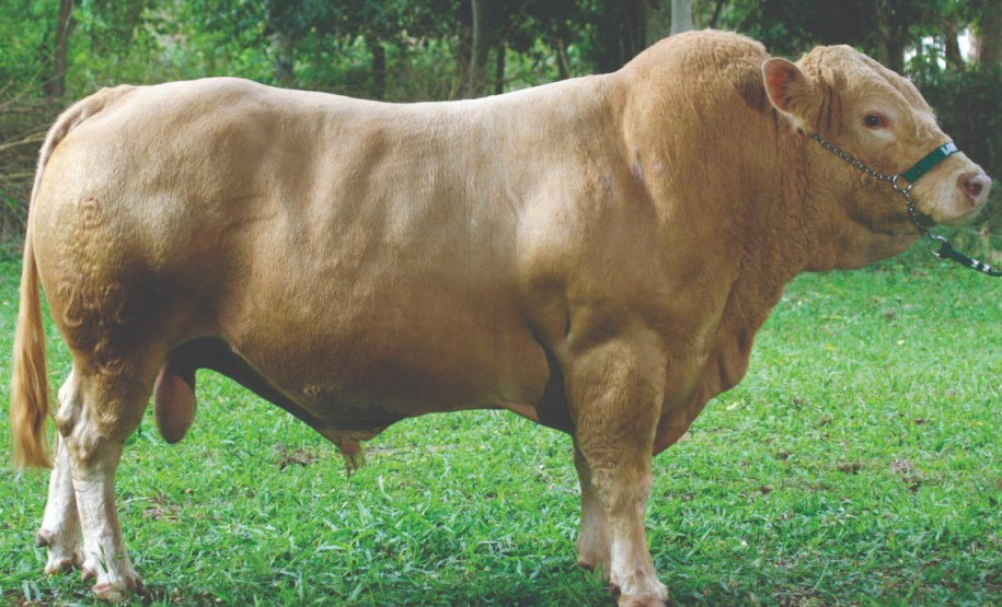 Purunã, primeira raça de bovino para corte desenvolvida no Paraná e a única idealizada por um centro estadual de pesquisa, o IDR-Paraná (Instituto de Desenvolvimento Rural do Paraná ? Iapar-Emater), vem atraindo o interesse de pecuaristas de todo o Brasil. - Curitiba, 02/06/2021 - Foto: IDR-PARANÁ