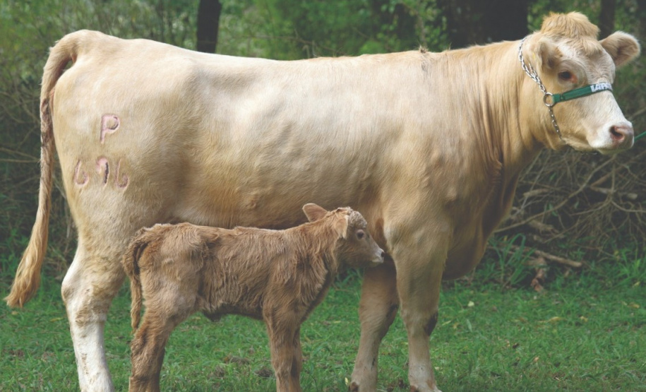 Purunã, primeira raça de bovino para corte desenvolvida no Paraná e a única idealizada por um centro estadual de pesquisa, o IDR-Paraná (Instituto de Desenvolvimento Rural do Paraná ? Iapar-Emater), vem atraindo o interesse de pecuaristas de todo o Brasil. - Curitiba, 02/06/2021 - Foto: IDR-PARANÁ